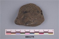 藏品(舟魁蛤)的圖片